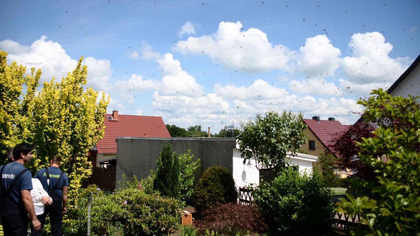 insekten-saisonale-informationen