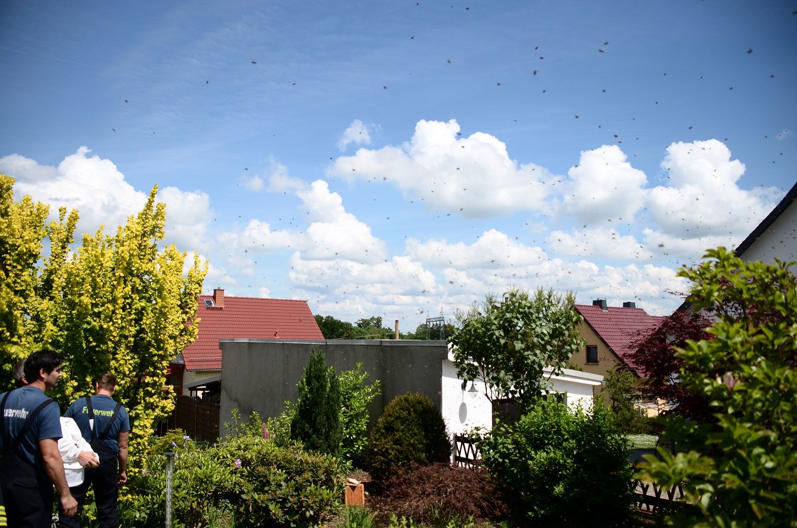 ein Wespenschwarm schwebt in einem Garten